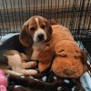 Smart Pet Love Snuggle Puppy Welkomspakket Gender Neutraal online kopen